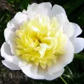 Bulbi Bujori Primavera (Paeonia) - Toamna