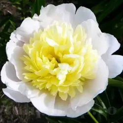 Bulbi Bujori Primavera (Paeonia) - Toamna