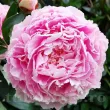 floare bujor sarah bernhardt roz batut 110x110