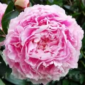 Bulbi Bujori Sarah Bernhardt (Paeonia) - Toamna