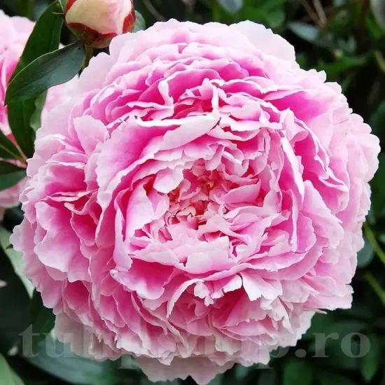 floare bujor sarah bernhardt roz batut