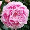 Bulbi Bujori Sarah Bernhardt (Paeonia) - Toamna