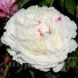 floare bujor shirley temple alb roz batut 110x110