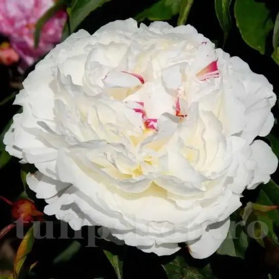 floare bujor shirley temple alb roz batut