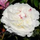 floare bujor shirley temple alb roz batut