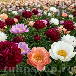 Colectie Radacini Bujori de Toamna — 10 Soiuri Paeonia Colectie Radacini Bujori de Toamna — 10 Soiuri Paeonia