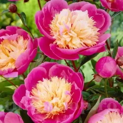 Bulbi Bujori Bowl of Beauty (Paeonia)