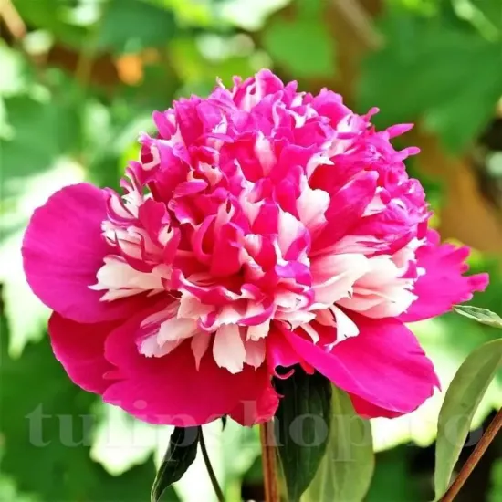 Bulbi Bujori Celebrity (Paeonia) peonia celebrity bulbi gradina multicolor