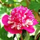 Bulbi Bujori Celebrity (Paeonia) peonia celebrity bulbi gradina multicolor