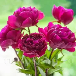 Bulbi Bujori Felix Crousse (Paeonia) - Toamna Bulbi Bujori Felix Crousse (Paeonia) - Toamna