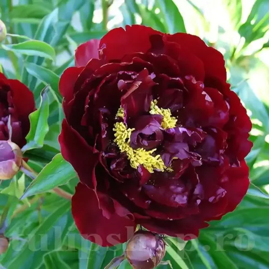 Bulbi Bujori Madame Gaudichau (Paeonia) peonia madame gaudichau bulbi gradina grena