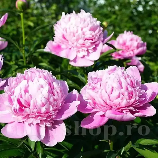 peonia sarah bernhardt bulbi gradina parfumat