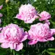 peonia sarah bernhardt bulbi gradina parfumat
