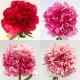Bulbi Bujori Command Performance (Paeonia) plantare bujor command performance toamna