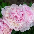 Bulbi Bujori Angel Cheeks (Paeonia) - Toamna radacini bujor angels cheeks tulipshop 110x110