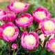 Bulbi Bujori Bowl of Beauty (Paeonia) radacini bujor bowl of beauty tulipshop