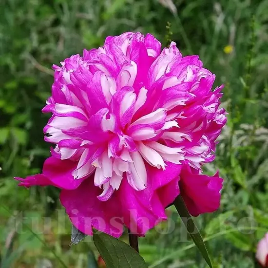 Bulbi Bujori Celebrity (Paeonia) radacini bujor celebrity tulipshop
