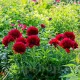 Bulbi Bujori Command Performance (Paeonia) radacini bujor command performance tulipshop