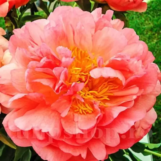 radacini bujor coral sunset tulipshop