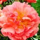radacini bujor coral sunset tulipshop