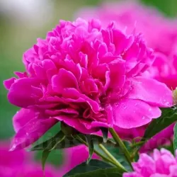 Bulbi Bujori Felix Crousse (Paeonia) - Toamna