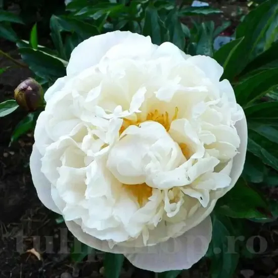 Bulbi Bujori Gardenia (Paeonia) radacini bujor gardenia tulipshop