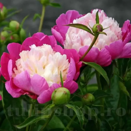 radacini bujor gay paree tulipshop