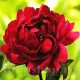 Bulbi Bujori Madame Gaudichau (Paeonia) radacini bujor madame gaudichau tulipshop