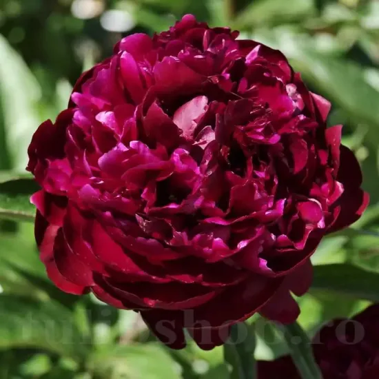 Bulbi Bujori Peter Brand (Paeonia) radacini bujor peter brand tulipshop