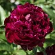 Bulbi Bujori Peter Brand (Paeonia) radacini bujor peter brand tulipshop
