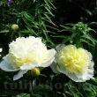 Bulbi Bujori Primavera (Paeonia) - Toamna radacini bujor primavera tulipshop 110x110
