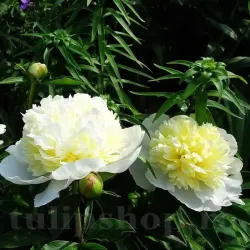 Bulbi Bujori Primavera (Paeonia) - Toamna Bulbi Bujori Primavera (Paeonia) - Toamna