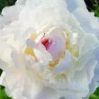 radacini bujor shirley temple tulipshop 110x110