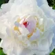 radacini bujor shirley temple tulipshop