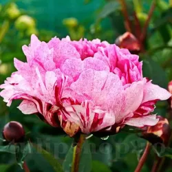 Bulbi Bujori The Fawn (Paeonia) - Toamna