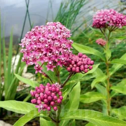 Bulbi Asclepias Incarnata Soul Mate (Iarba Fluturilor)