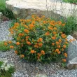 Bulbi Asclepias Tuberosa (Iarba Fluturilor) asclepias tuberosa iarba fluturilor rizomi gradina 110x110