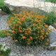 asclepias tuberosa iarba fluturilor rizomi gradina