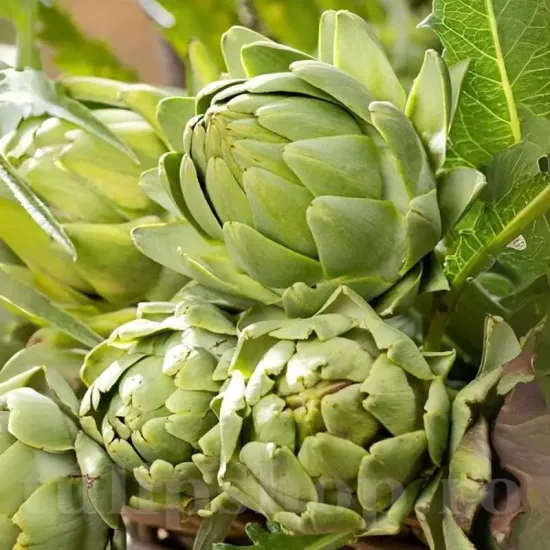 bulbi anghinare cynara cardunculus legume perene