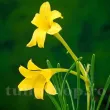 bulbi chlidanthus fragrans galben parfumat 110x110