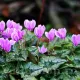 bulbi cyclamen hederifolium roz primavara