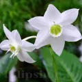 Bulbi Eucharis Amazonica (Amaryllidacee)