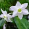 Bulbi Eucharis Amazonica (Amaryllidacee)