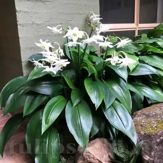 Bulbi Eucharis Amazonica (Amaryllidacee) bulbi eucharis amazonica plantare