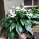 Bulbi Eucharis Amazonica (Amaryllidacee) bulbi eucharis amazonica plantare