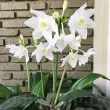 Bulbi Eucharis Amazonica (Amaryllidacee) bulbi eucharis amazonica tulipshop 110x110