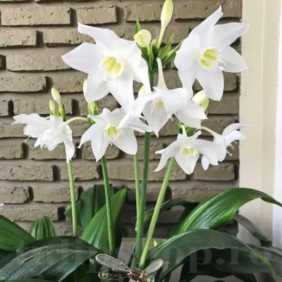 Bulbi Eucharis Amazonica (Amaryllidacee) bulbi eucharis amazonica tulipshop