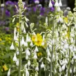 bulbi galtonia candicans alb zambila de vara 110x110