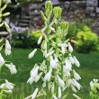 bulbi galtonia candicans tulpini inalte gradina 110x110