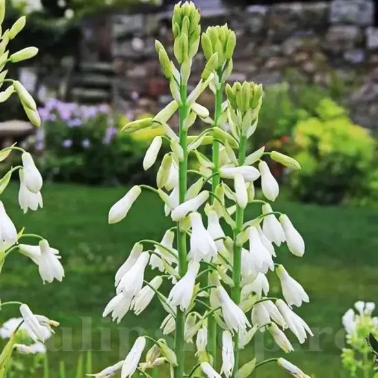bulbi galtonia candicans tulpini inalte gradina